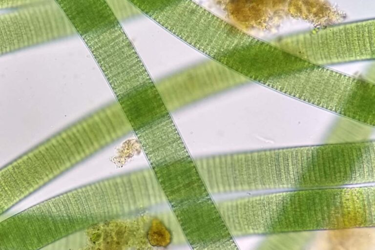1.75-billion-year-old fossils help explain how photosynthesis evolved